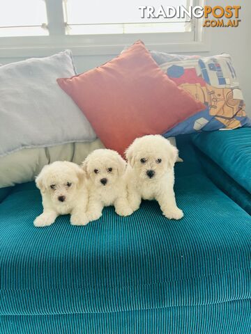 🎄 Bichon Frise Puppies Ready for Christmas! 🎄