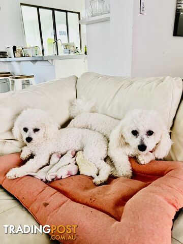 🎄 Bichon Frise Puppies Ready for Christmas! 🎄