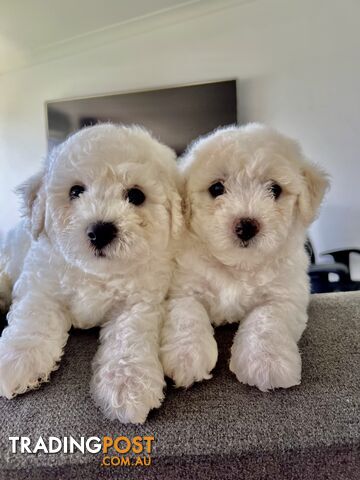 🎄 Bichon Frise Puppies Ready for Christmas! 🎄