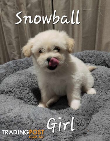 Shiranian (Maltese Shih Ttu x Pomerian) Puppies