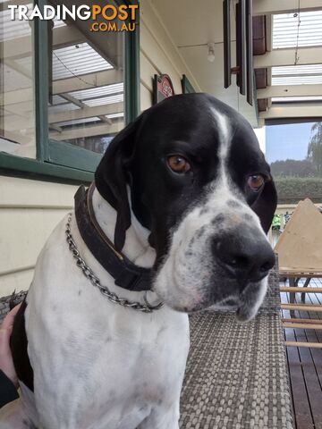 5yo Male English Pointer