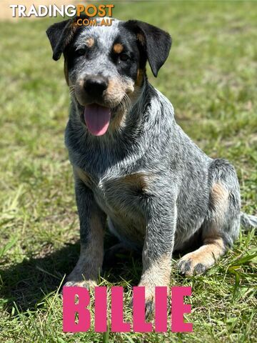 7 Purebred Blue Heeler Puppies Looking For New Homes