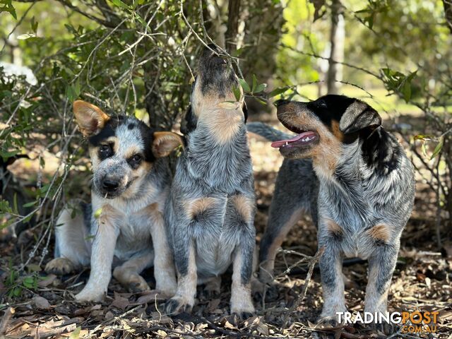 7 Purebred Blue Heeler Puppies Looking For New Homes