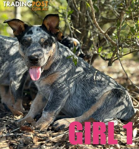 7 Purebred Blue Heeler Puppies Looking For New Homes