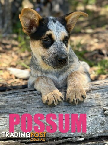 7 Purebred Blue Heeler Puppies Looking For New Homes