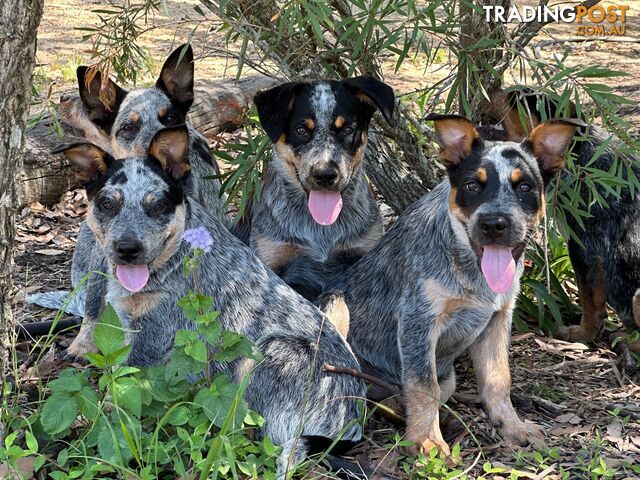 7 Purebred Blue Heeler Puppies Looking For New Homes