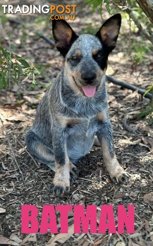 7 Purebred Blue Heeler Puppies Looking For New Homes