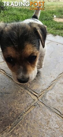 The cutest Jack Russell puppies