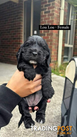 English cocker spaniel puppy for sale