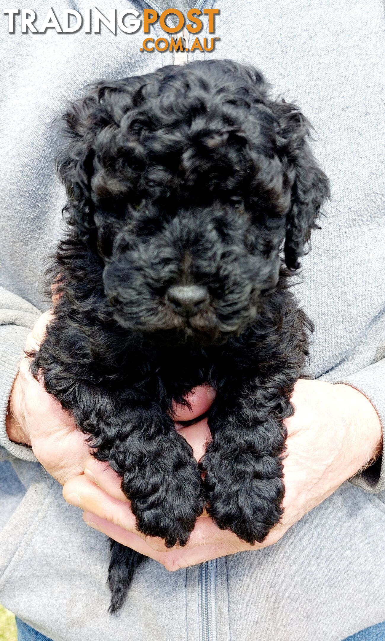 Cavoodle puppies