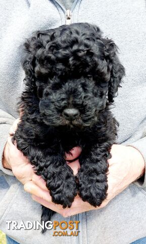 Cavoodle puppies