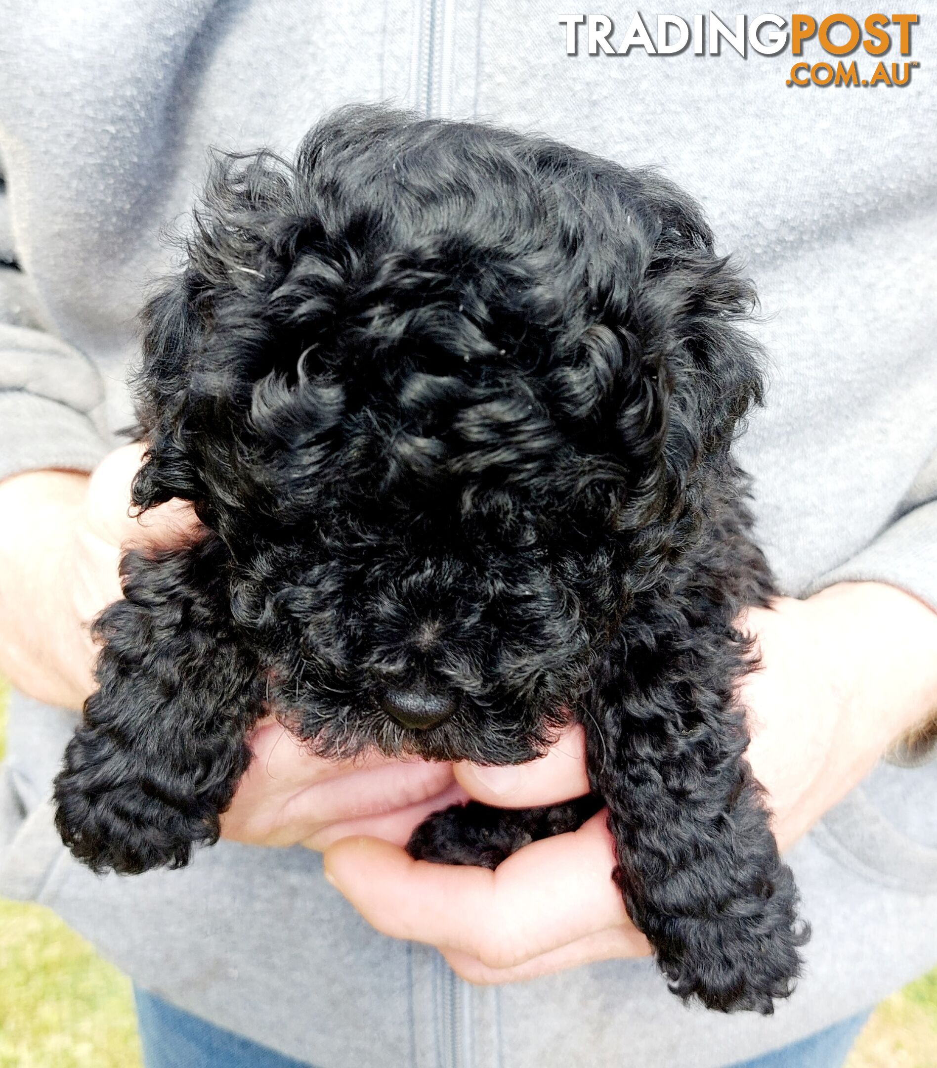 Cavoodle puppies