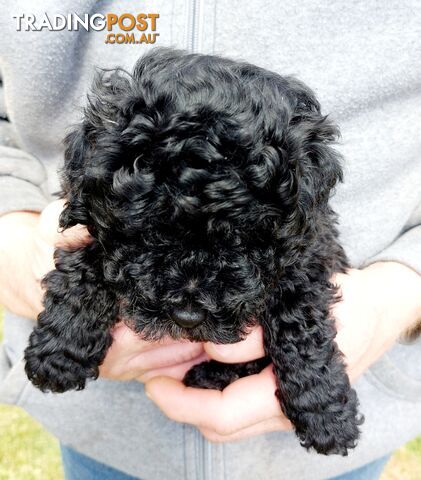 Cavoodle puppies