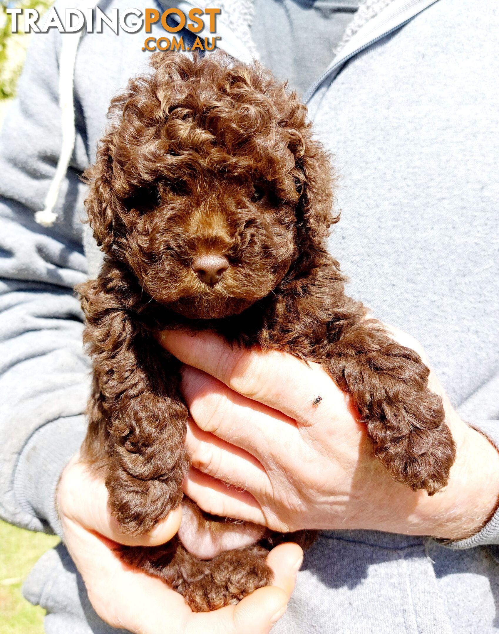 Cavoodle puppies