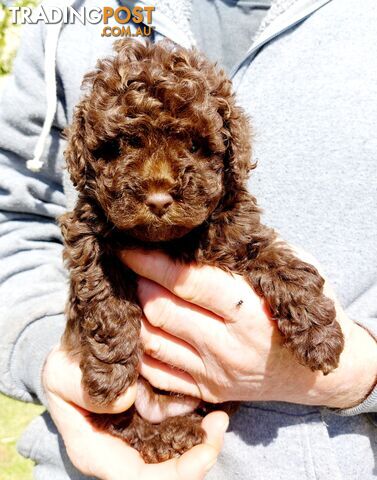 Cavoodle puppies