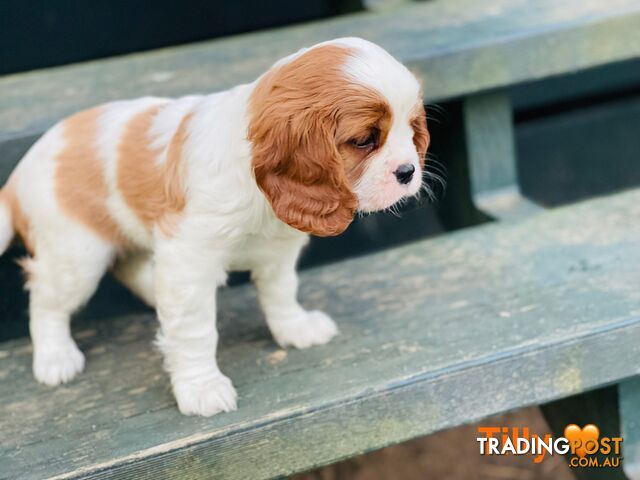PUREBRED CAVALIER KING CHARLES FEMALES