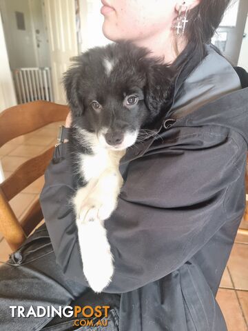 Border Collie Puppy female