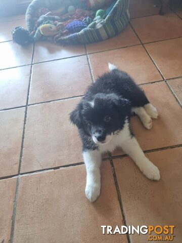 Border Collie Puppy female