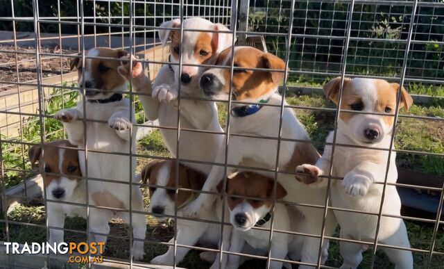 Jack Russell puppies for sale