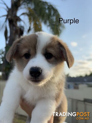 Pembroke welsh corgi puppies