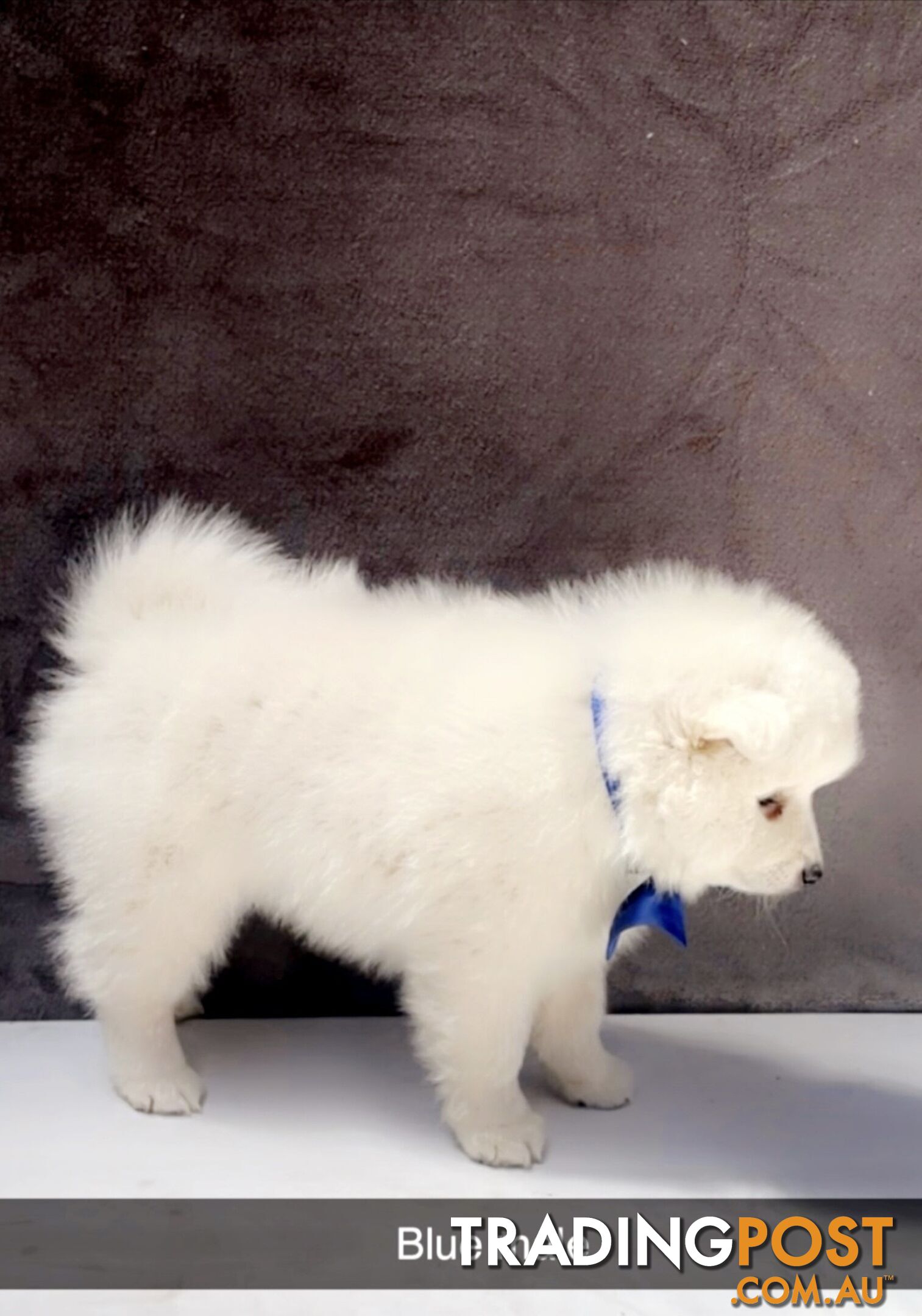 Purebred Japanese Spitz puppies