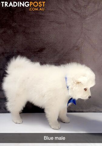 Purebred Japanese Spitz puppies