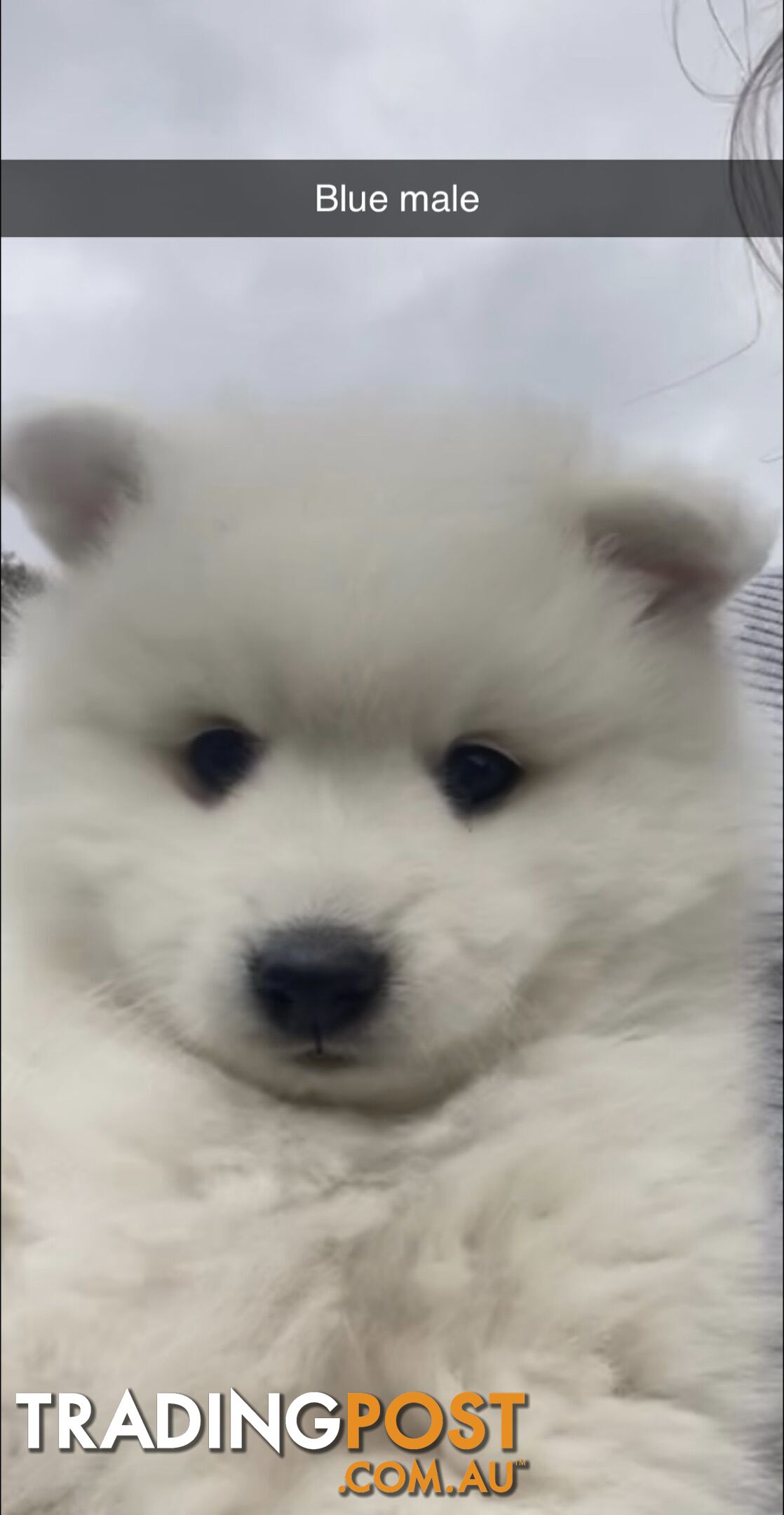 Purebred Japanese Spitz puppies