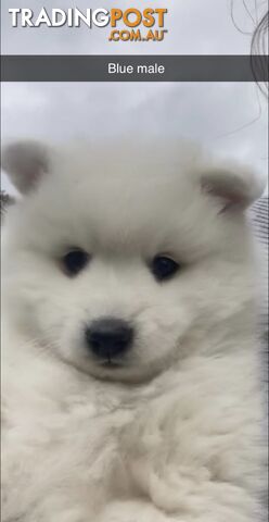 Purebred Japanese Spitz puppies