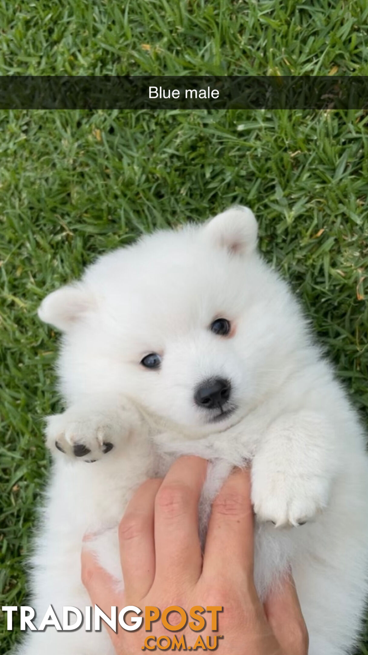 Purebred Japanese Spitz puppies