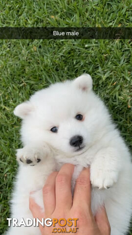 Purebred Japanese Spitz puppies