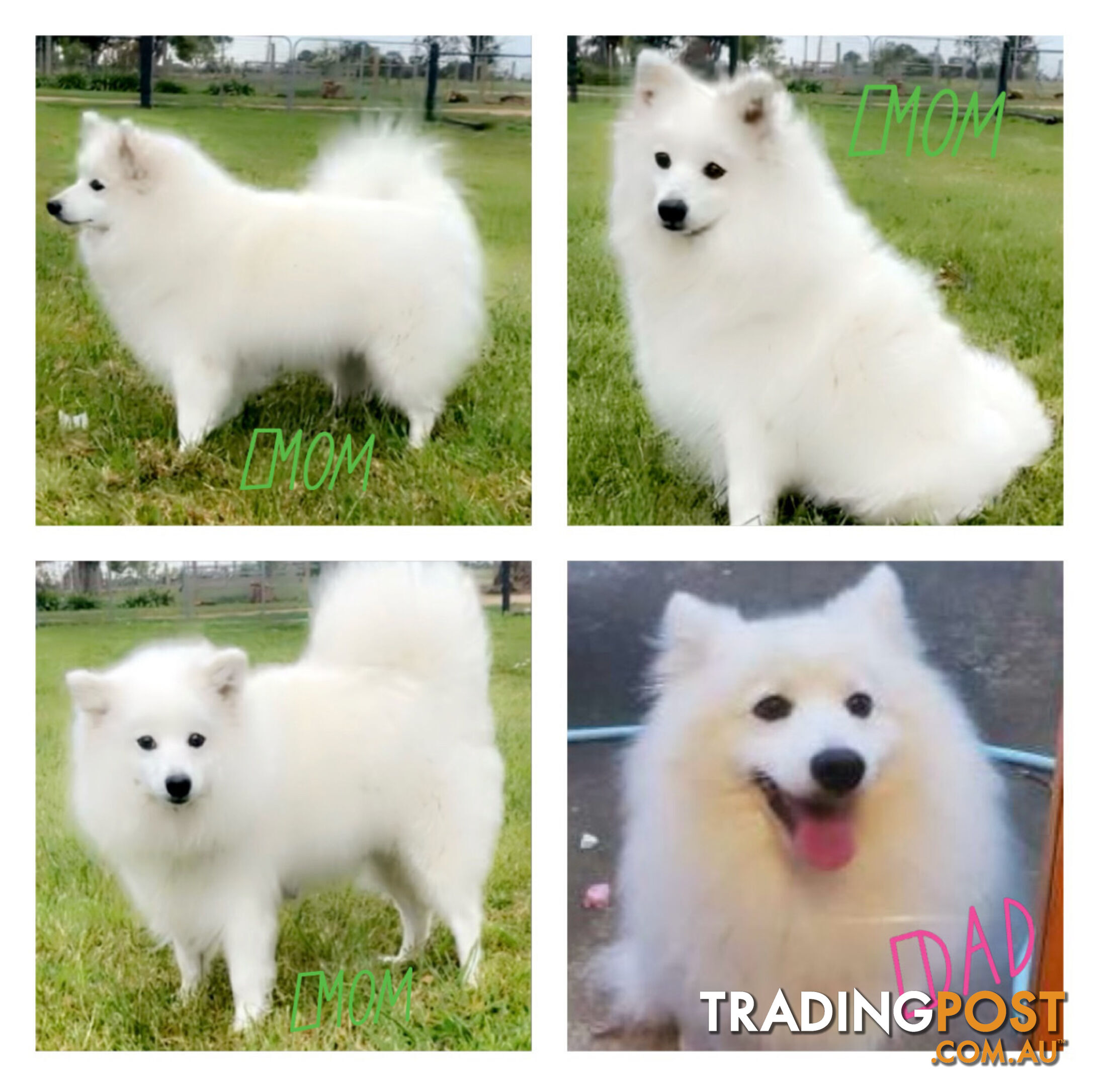 Purebred Japanese Spitz puppies