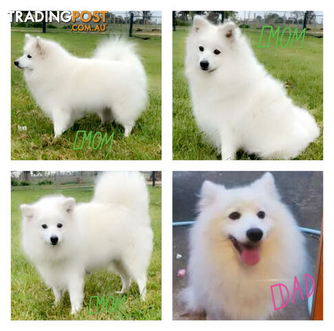 Purebred Japanese Spitz puppies