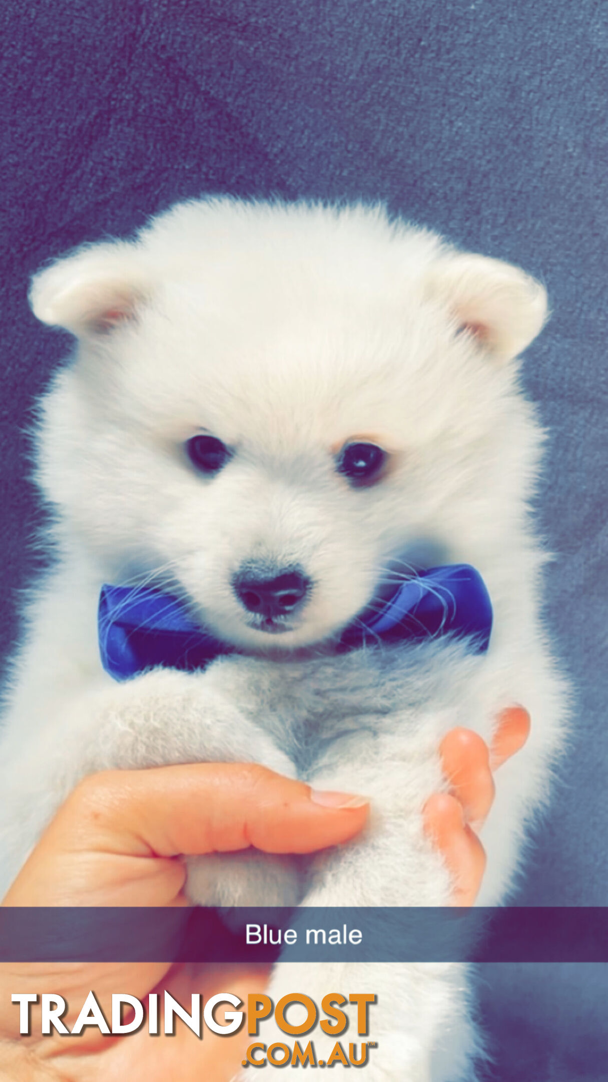 Purebred Japanese Spitz puppies