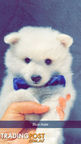 Purebred Japanese Spitz Puppies