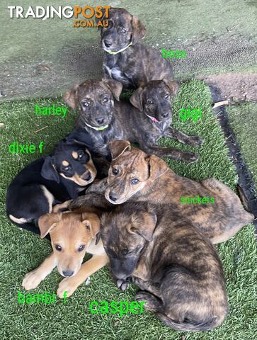 LAB X STAFFY PUPPIES