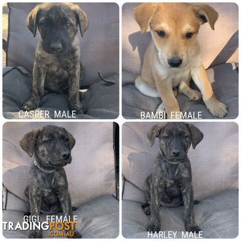 LAB X STAFFY PUPPIES    the 4 left on main photo