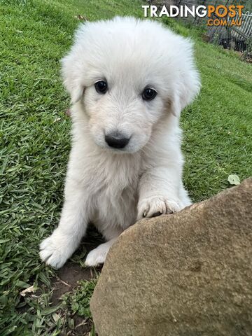 Pedigree certified purebred Maremma Sheepdog puppies