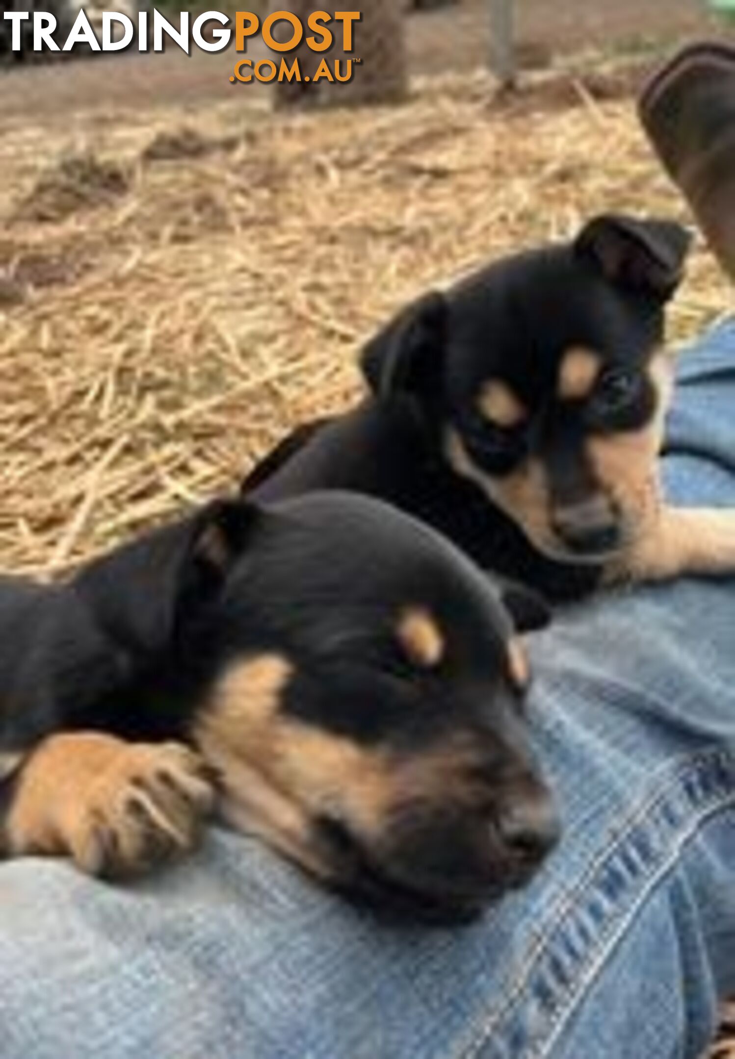 Purebred Kelpie Puppies