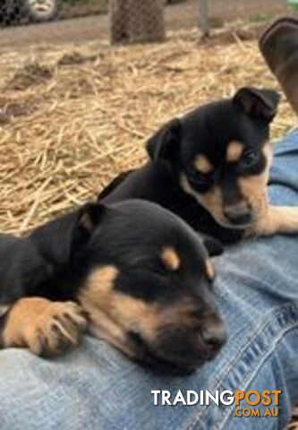 Purebred Kelpie Puppies