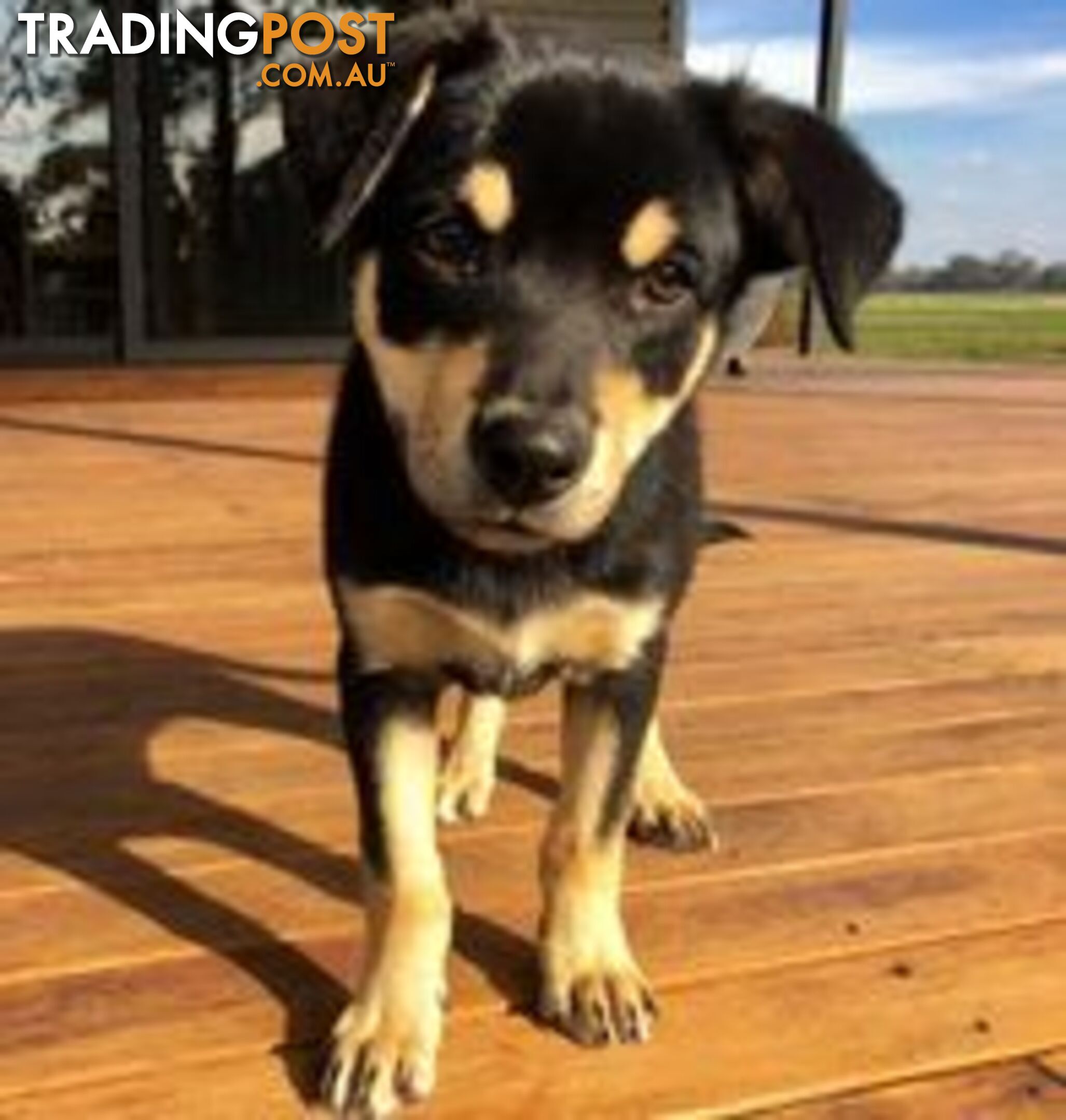 Purebred Kelpie Puppies