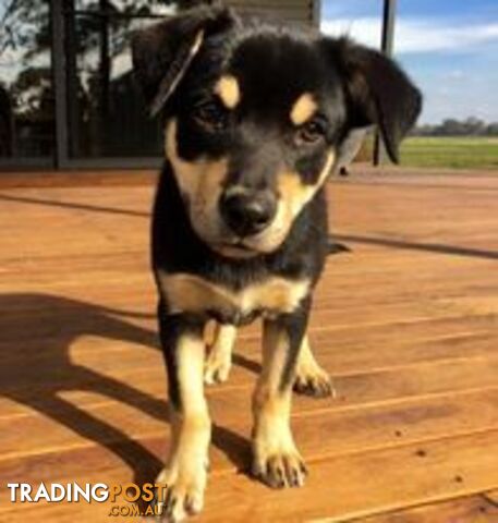 Purebred Kelpie Puppies