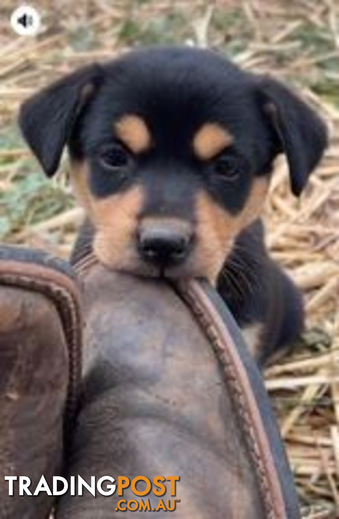 Purebred Kelpie Puppies