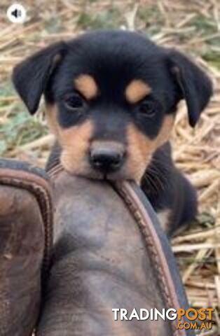 Purebred Kelpie Puppies