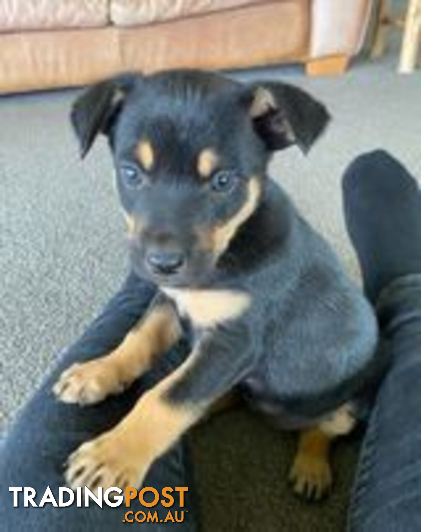 Purebred Kelpie Puppies