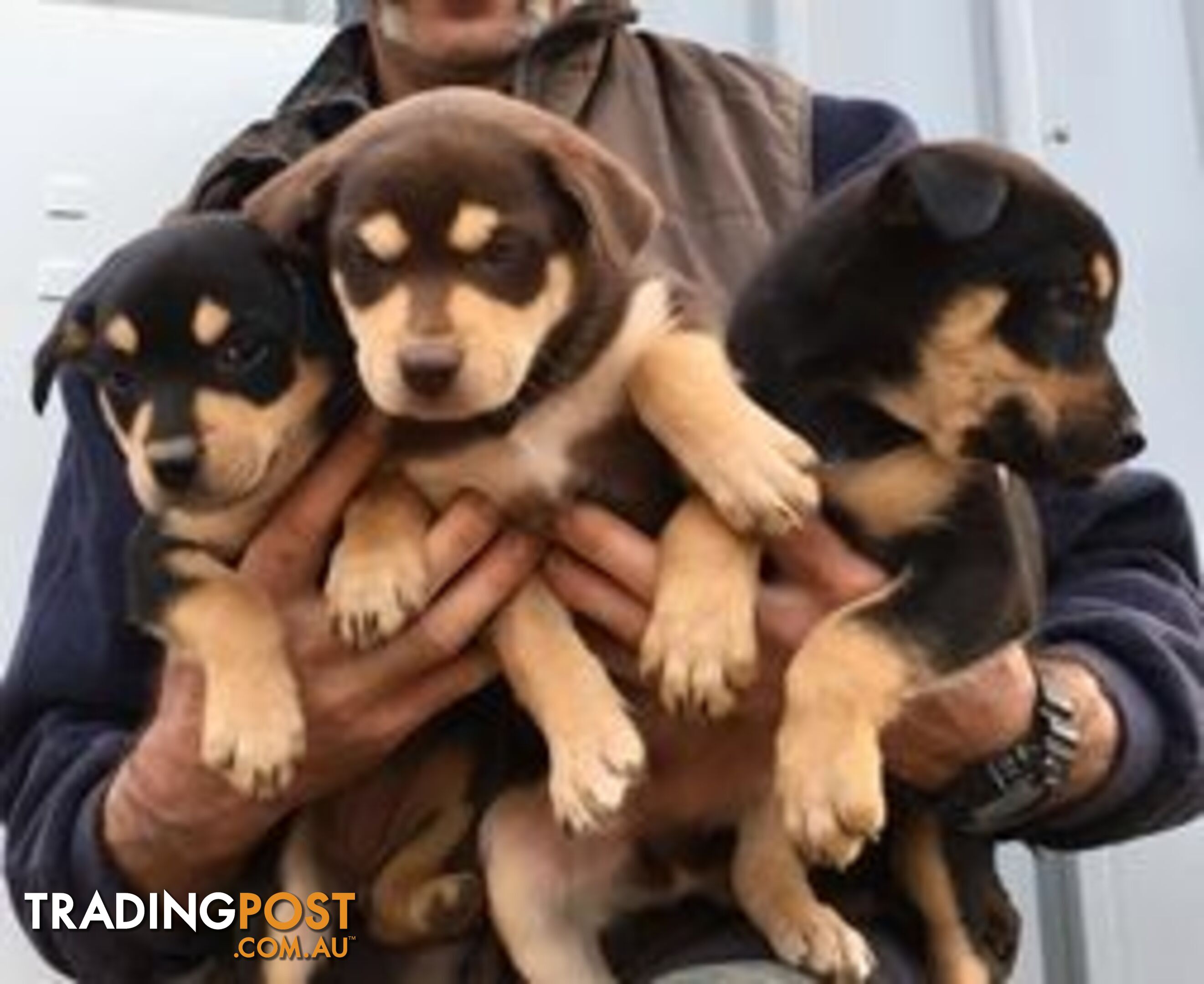 Purebred Kelpie Puppies