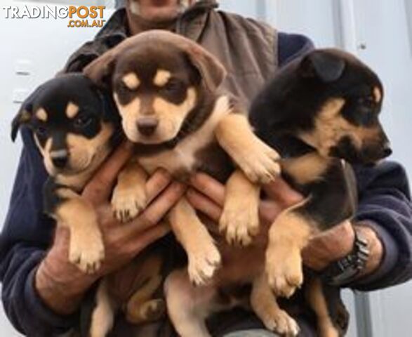 Purebred Kelpie Puppies