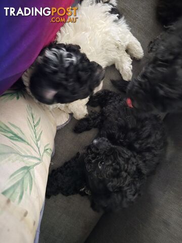 Toy poodle puppies