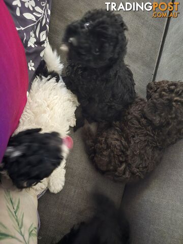 Toy poodle puppies