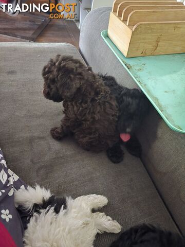 Toy poodle puppies