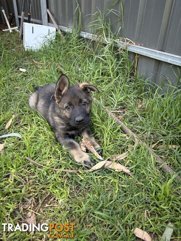 German Shepherd Puppies